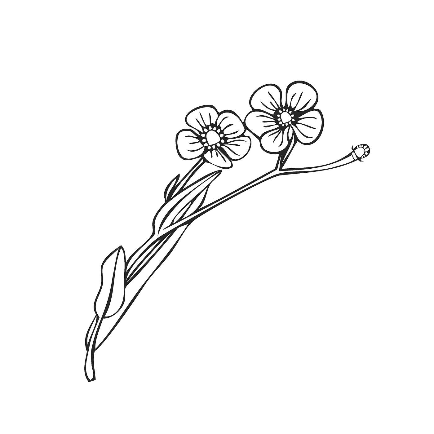 Nature Strip Gardening