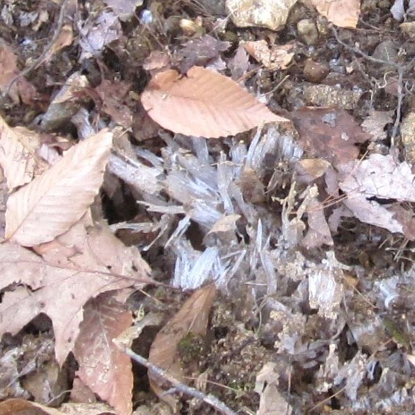 NATURE PROVIDES A LITTLE CRUNCH