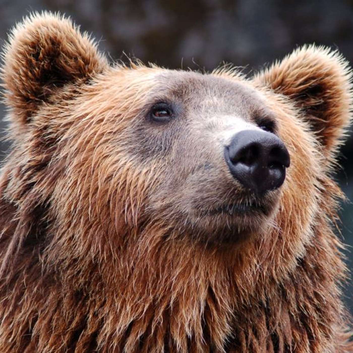 Episode 144: Night Of The Grizzlies