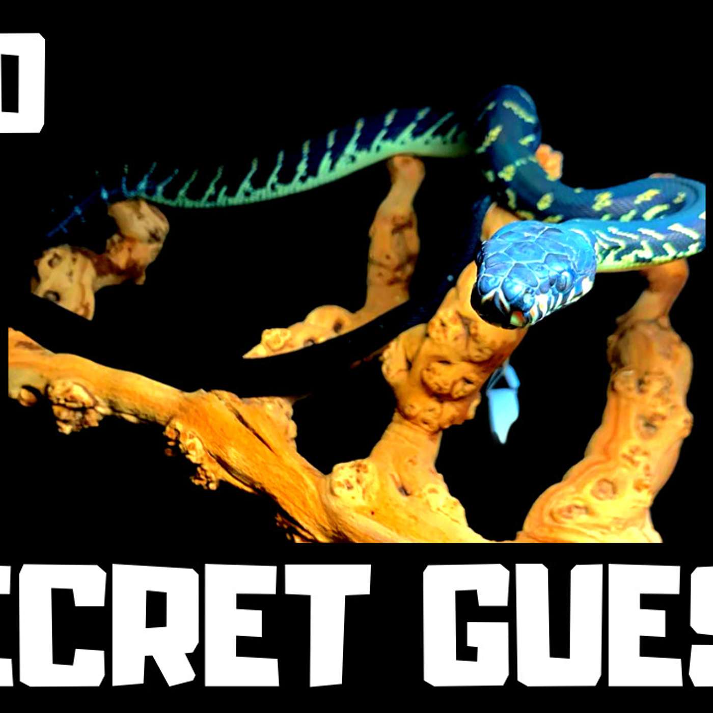 #100 SOCRATES CHRISTOFOROU OF ARIELIMAX AROBREALS | GREEN TREE PYTHON | EMERALD TREE BOAS