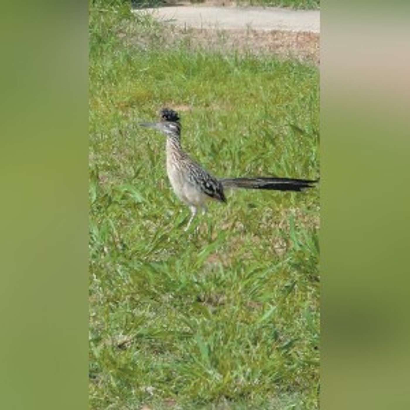 Roadrunner: Elusive, swift, but caught on camera! episode artwork