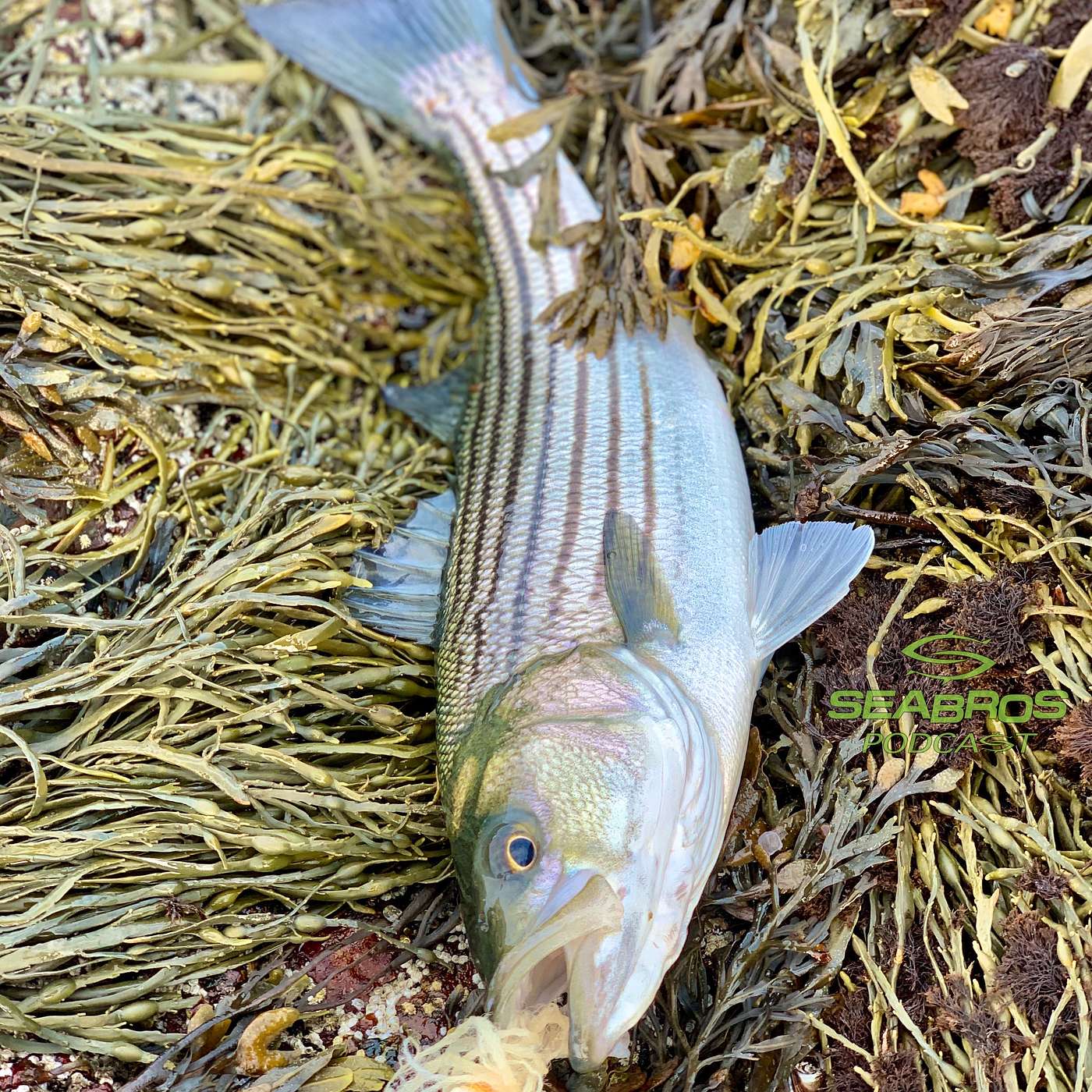 Fish Stories & Season Update - 