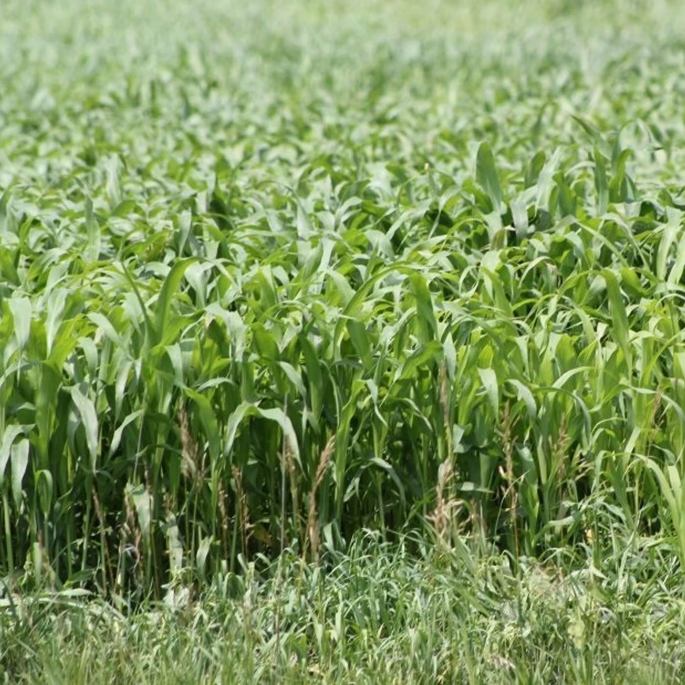 Agronomy Highlights