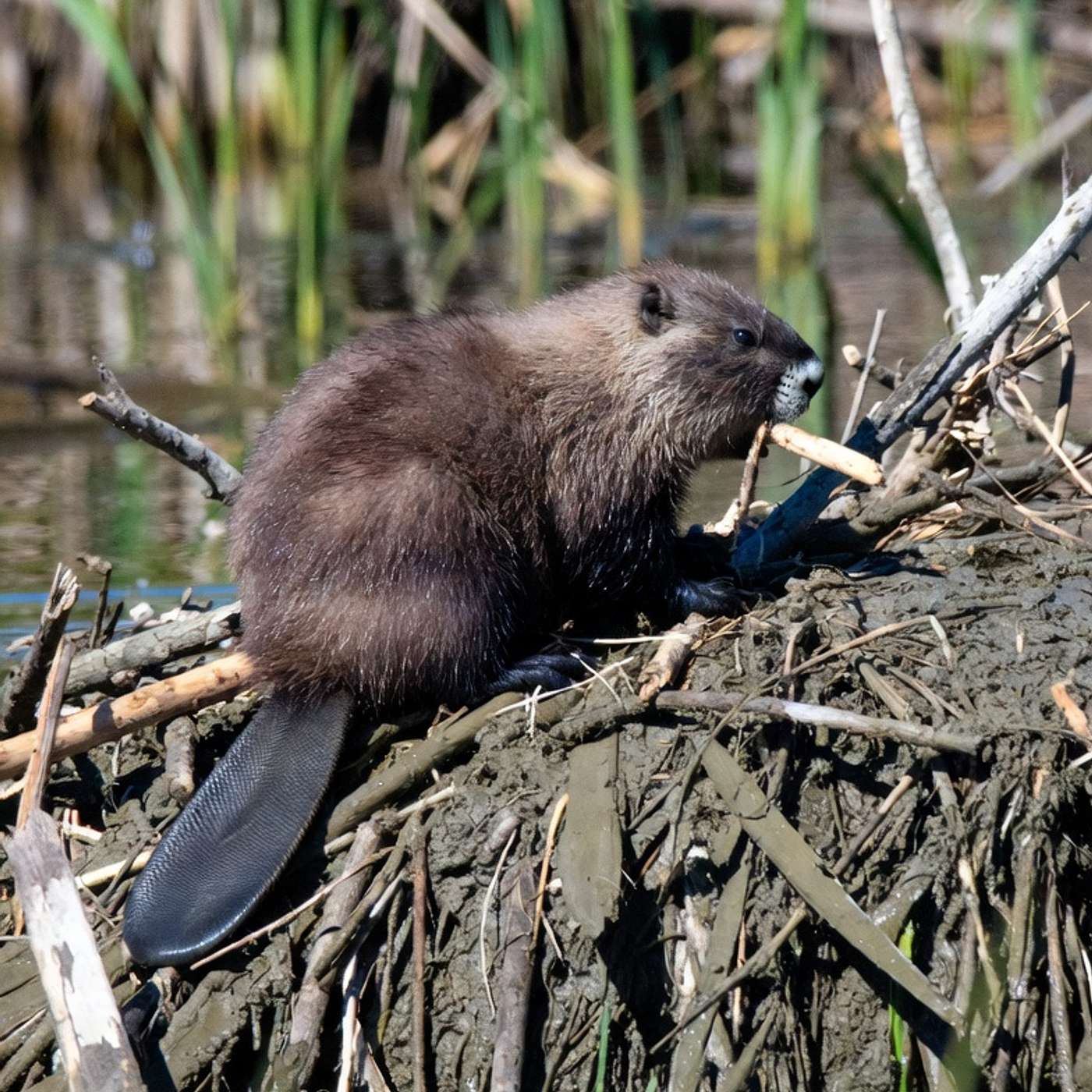 The Beaver episode artwork