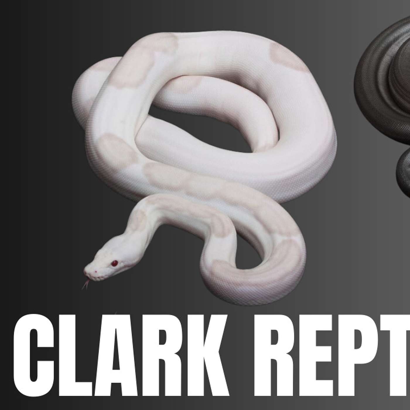 The Legacy Of Bob Clark Reptiles