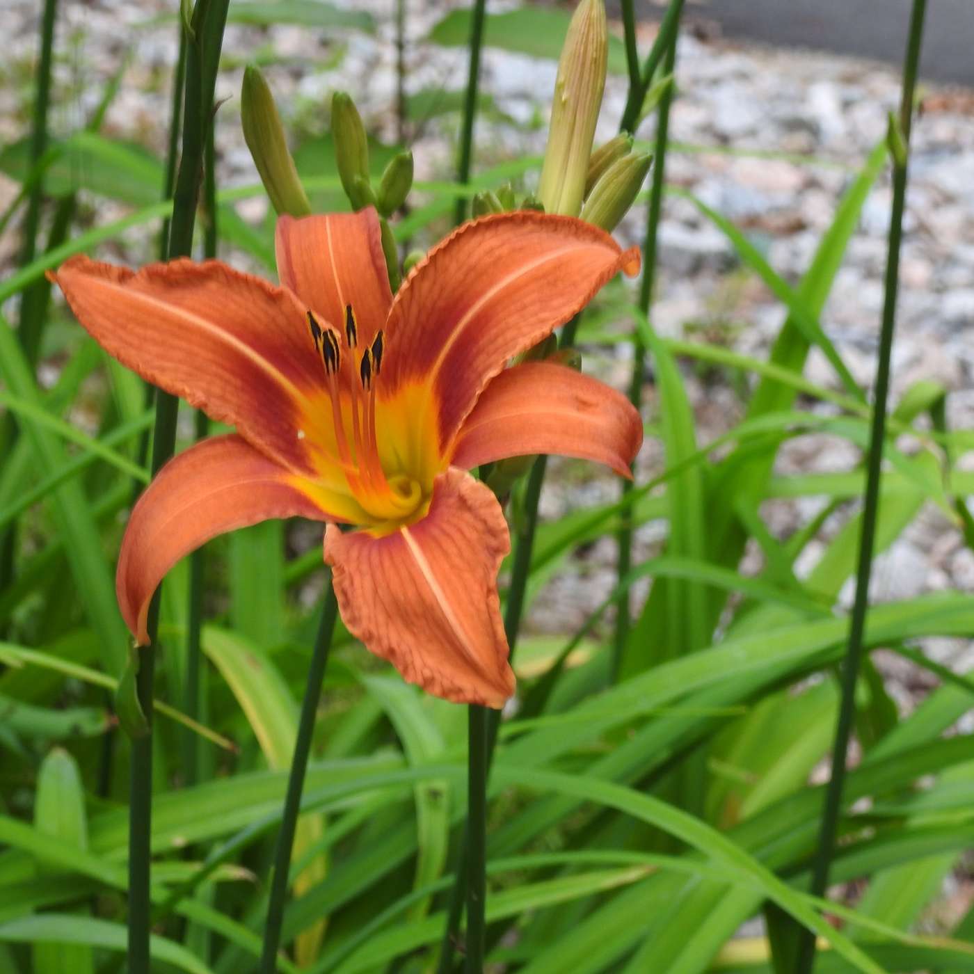 ORANGE DAY LILIES, THE BANE OF THE FLOWER GARDEN