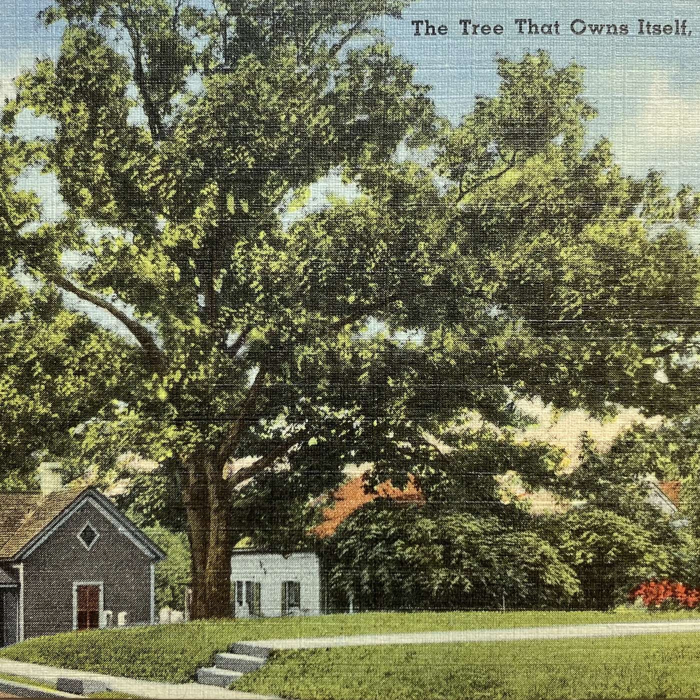 The Tree That Owns Itself