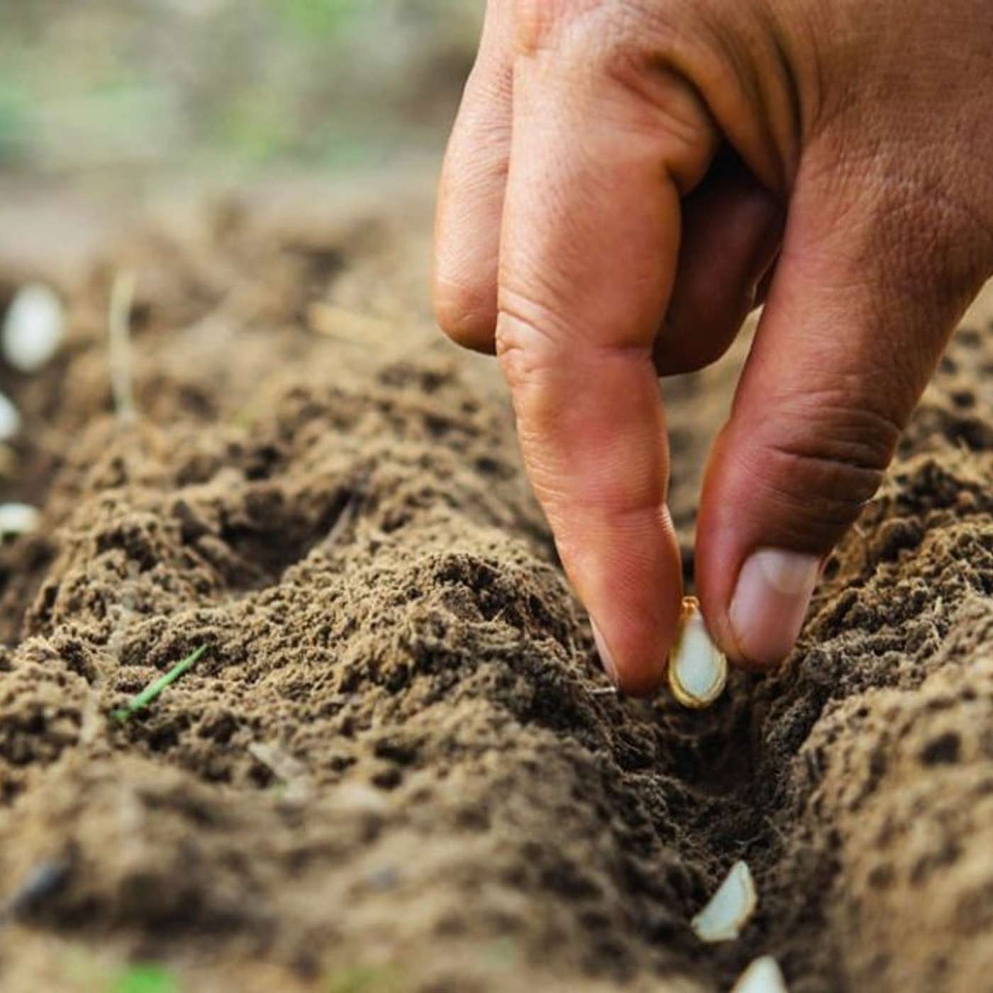 Sunday Service Podcast January 26th – Sowing Seeds of Grace