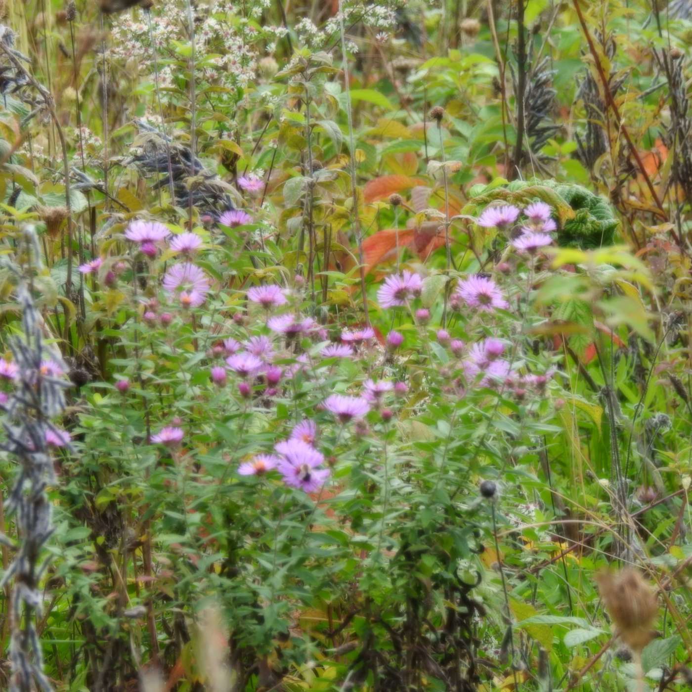 A LATE SEPTEMBER BOUQUET