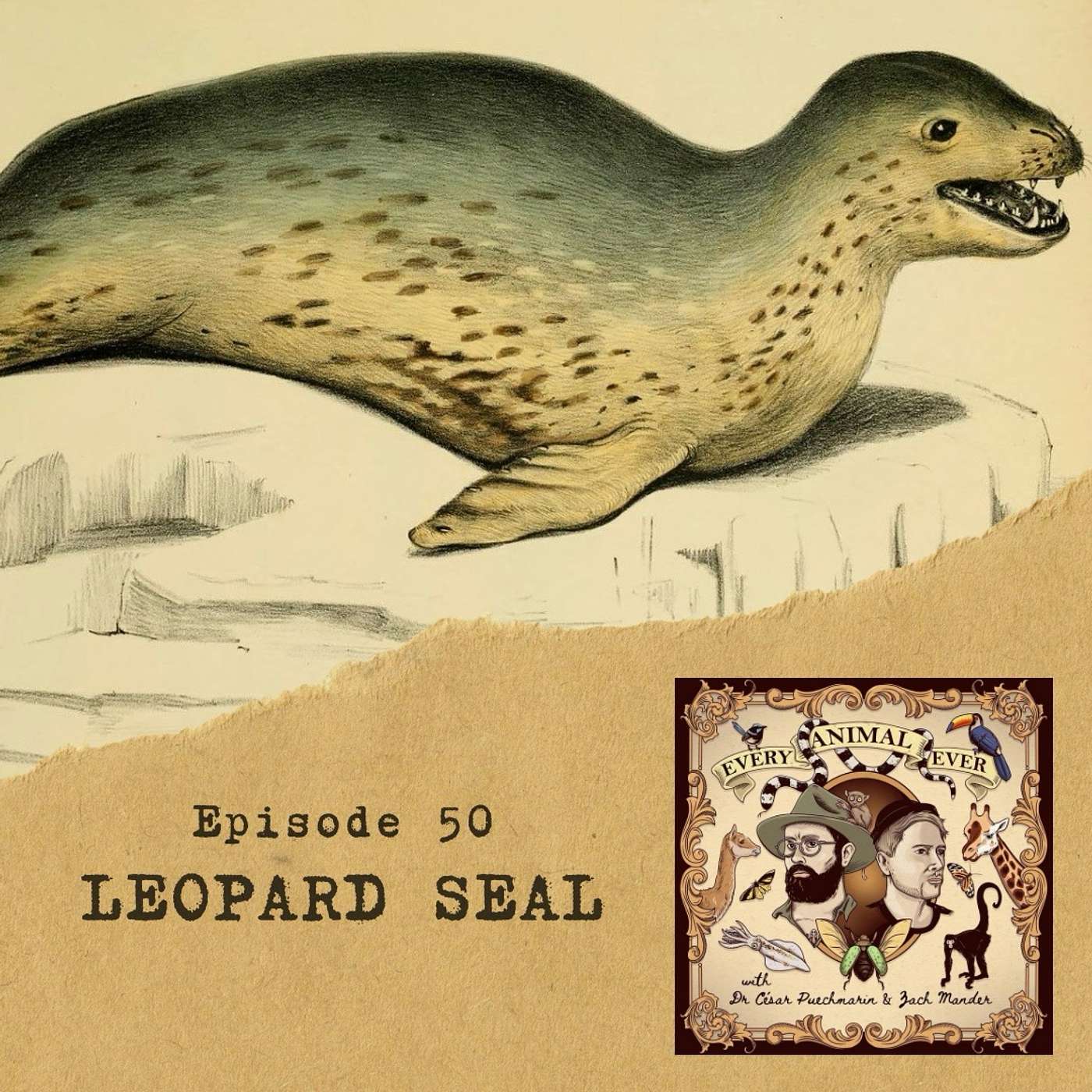 50 - Leopard Seal 50 - Leopard Seal