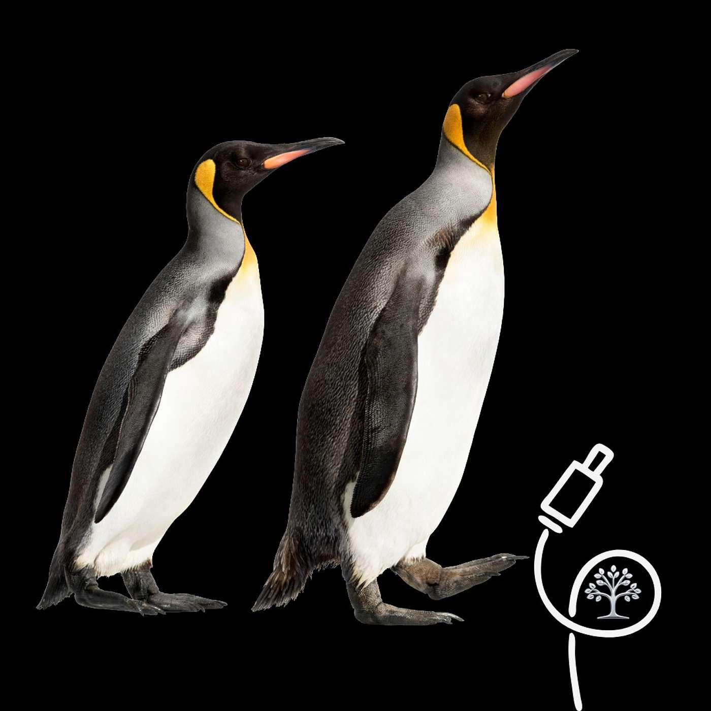 Antarctic Krill Oil — Small Shrimp, Big Claims