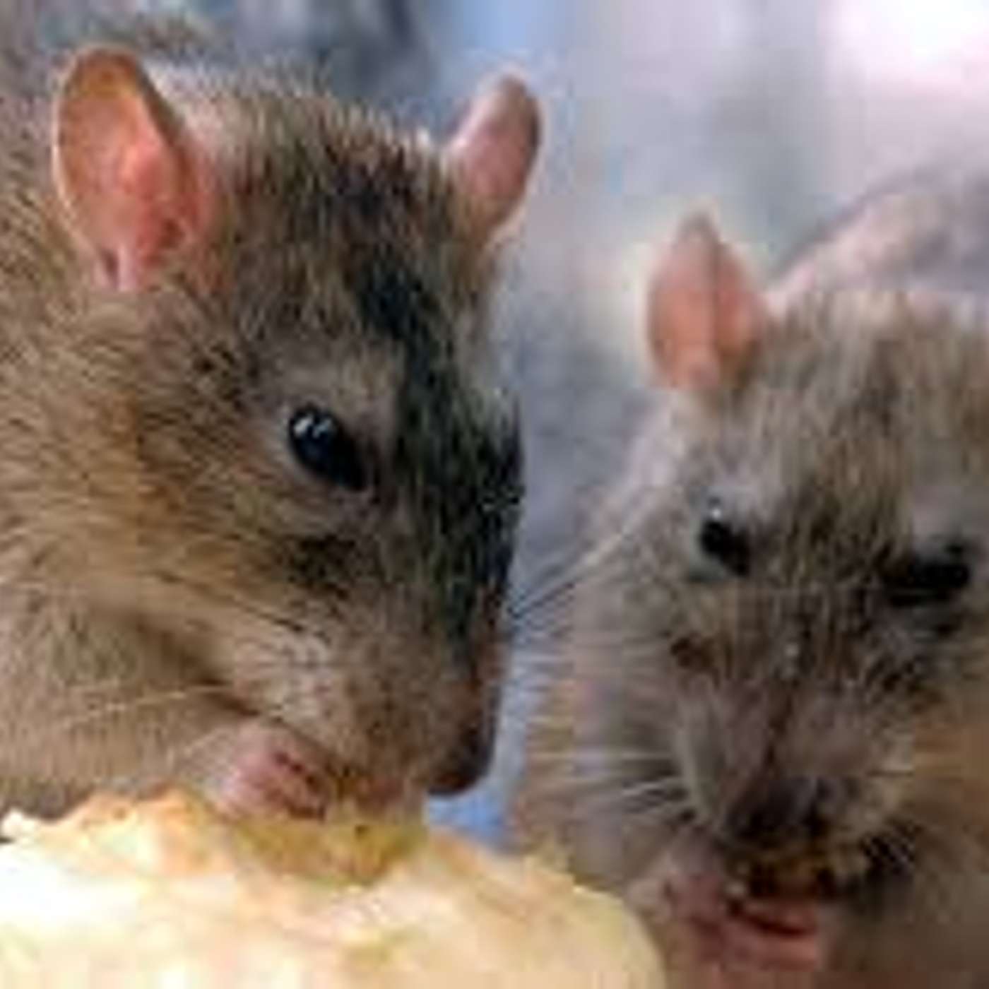 Le malattie portate dai ratti, Hantavirus compreso  di Lucia Orlandi e Mara Generali episode artwork