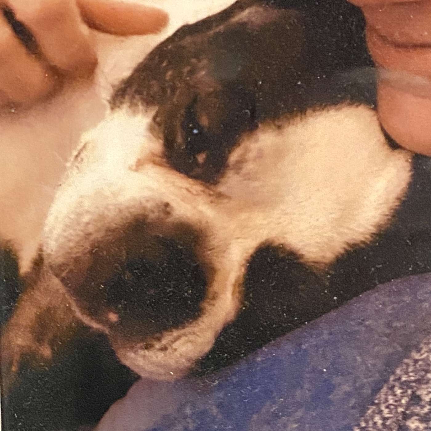 Bill Mesnik's MESMERIZED - SUMMER JOURNEY, Episode 4: "I DREAMED I HAD A TERRIER" episode artwork