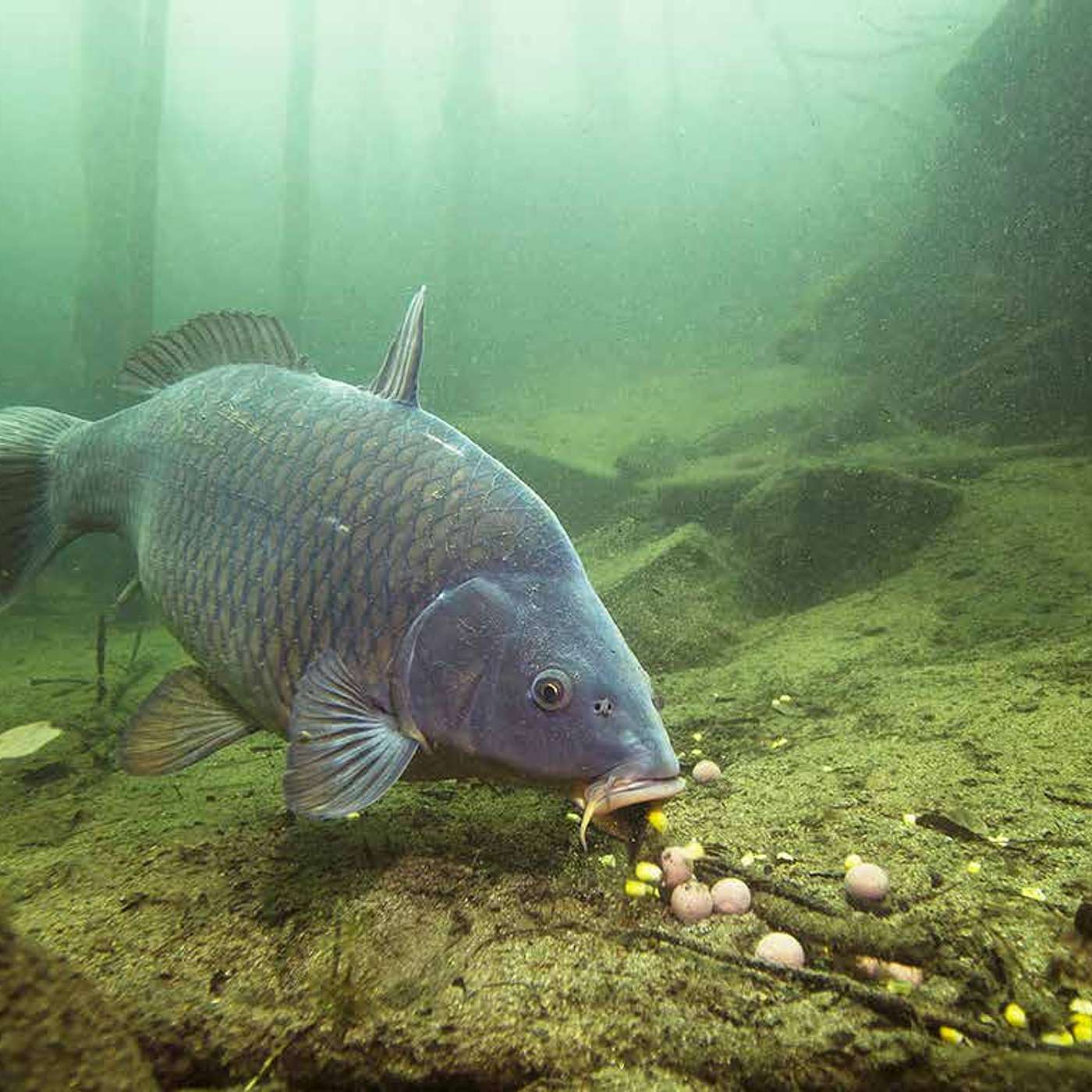 More Than a Fish: Invasive Carp, Race, and Belonging in America episode artwork