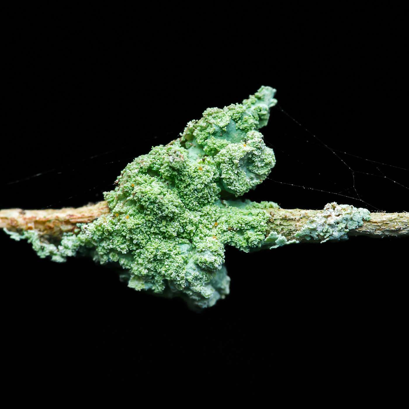 Measuring in the Messiness:  from metrics to meaning in organisational change