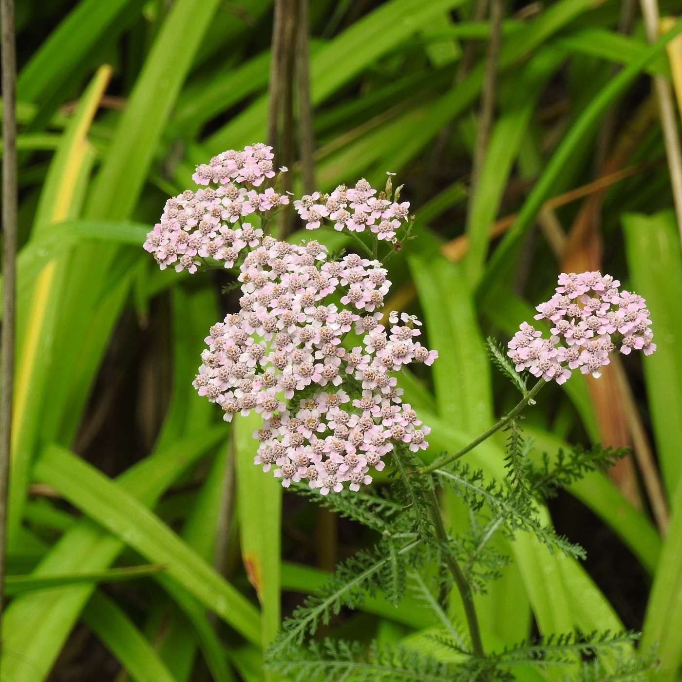 SLENDER YARROW