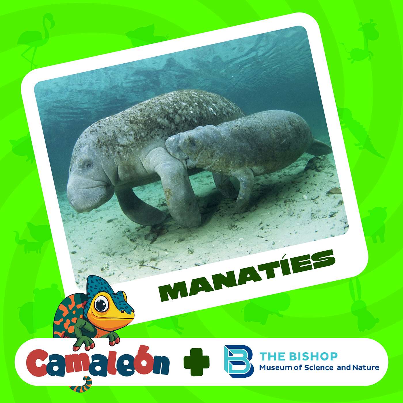 Manatíes: las vacas marinas episode artwork