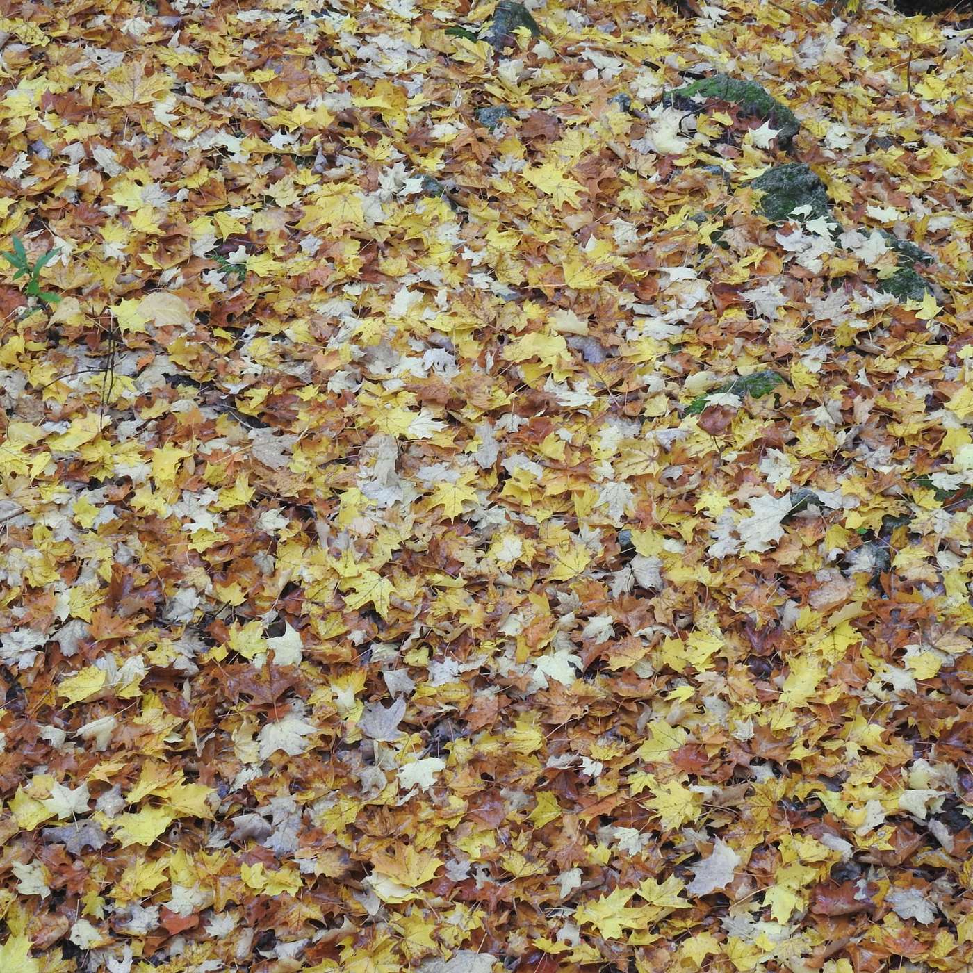 A CARPET OF LEAVES