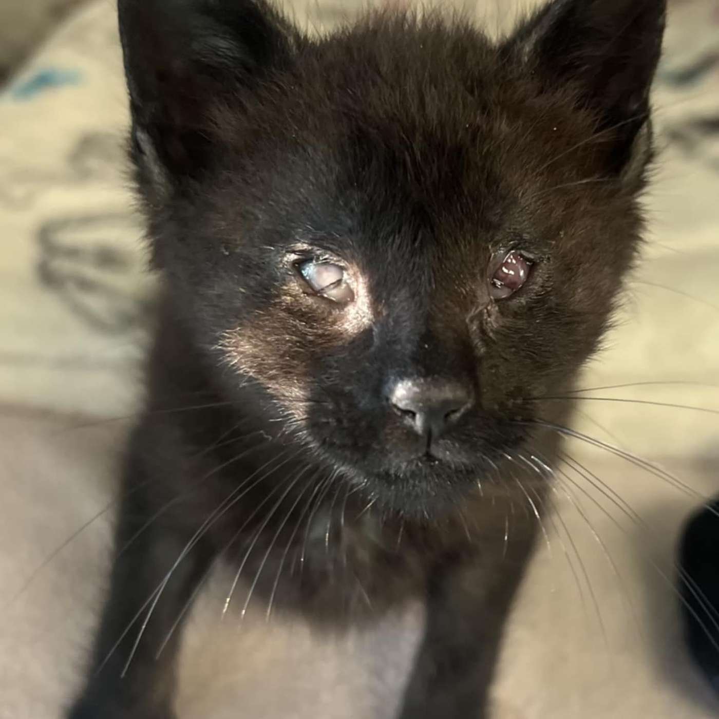 A TINY Lil' Chef, blood transfusions and KITTENS, KITTENS and MORE KITTENS!