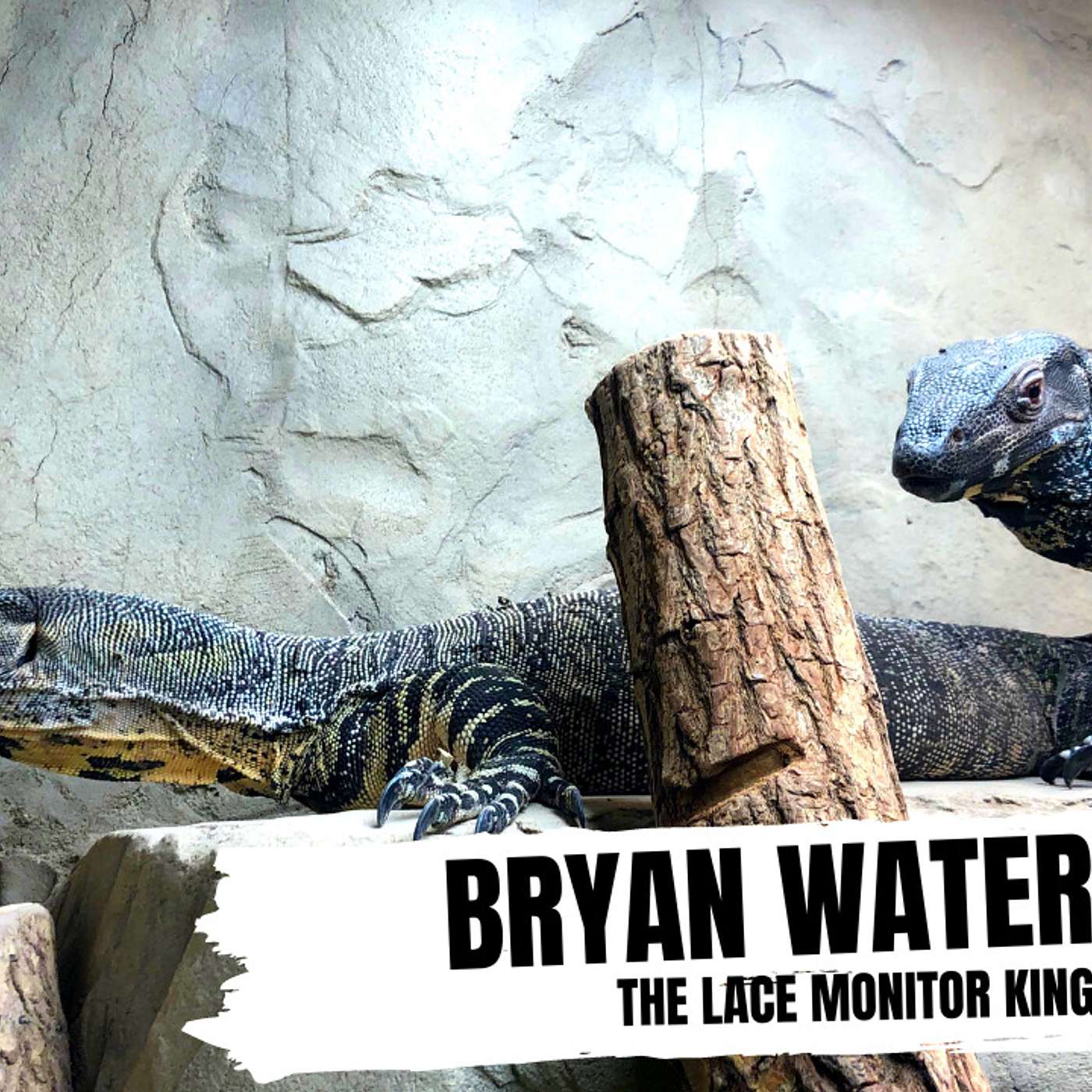 Understanding breeding cycling for Lace Monitors | Waterloo Lace