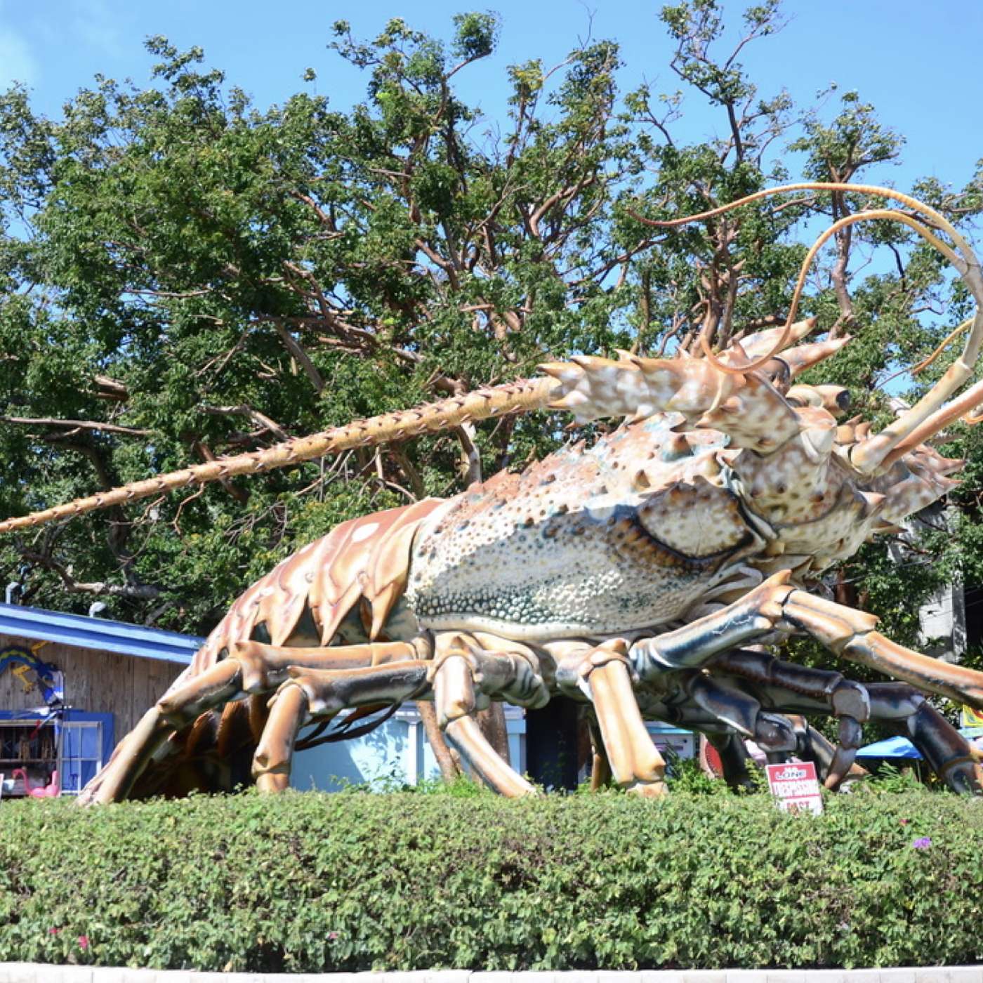 Florida Keys Spectacular Episode 15: Florida Lobster: Poached, Poachers, and... Lobster Sex?