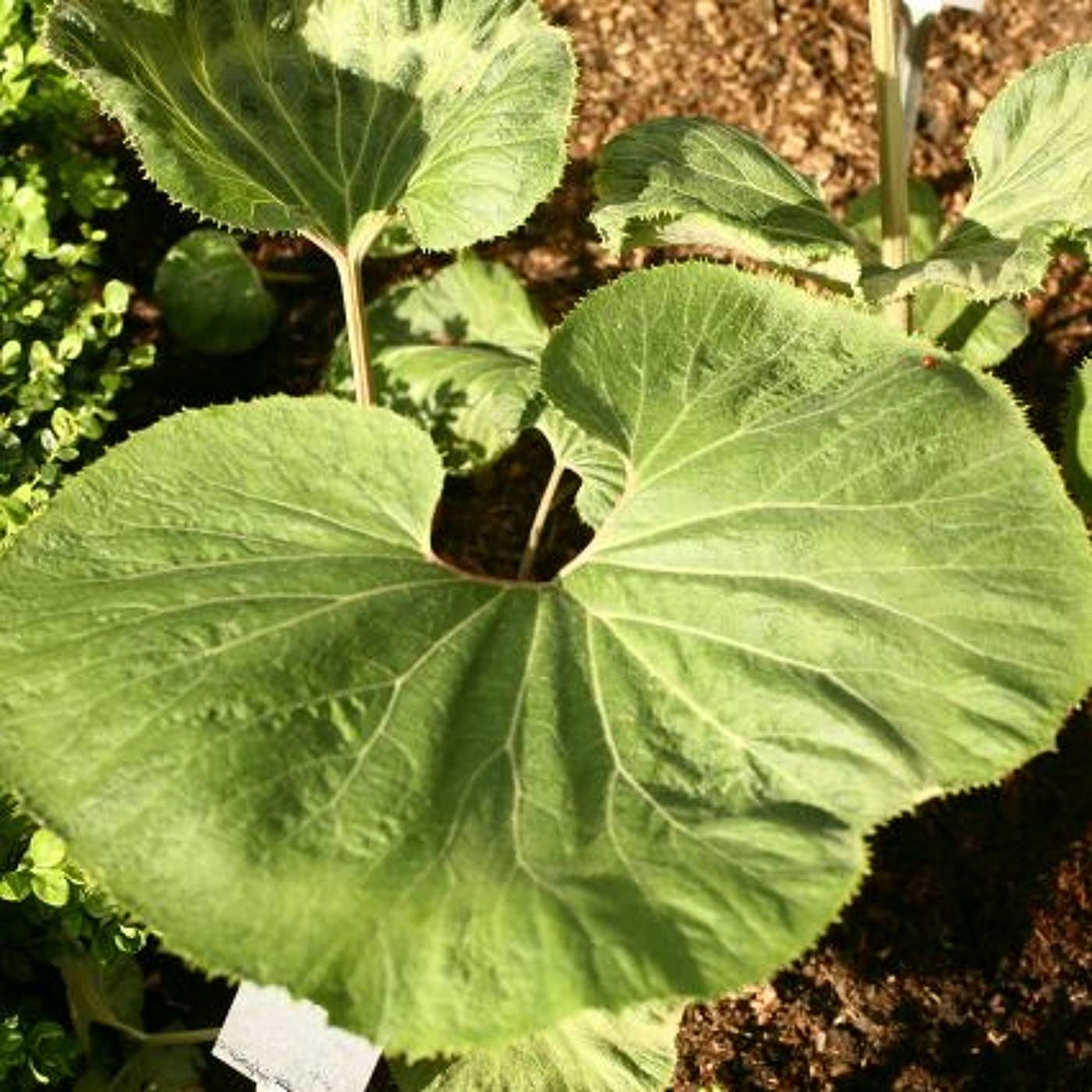 Petasites hybridus (butterbur: a plant with a tangled history) episode artwork