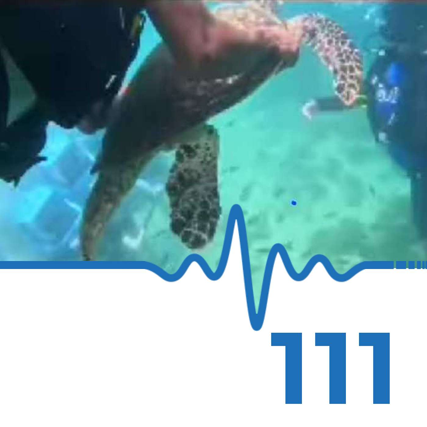 Divers Caught for Abusing Sea Turtle #scubadiving #podcast
