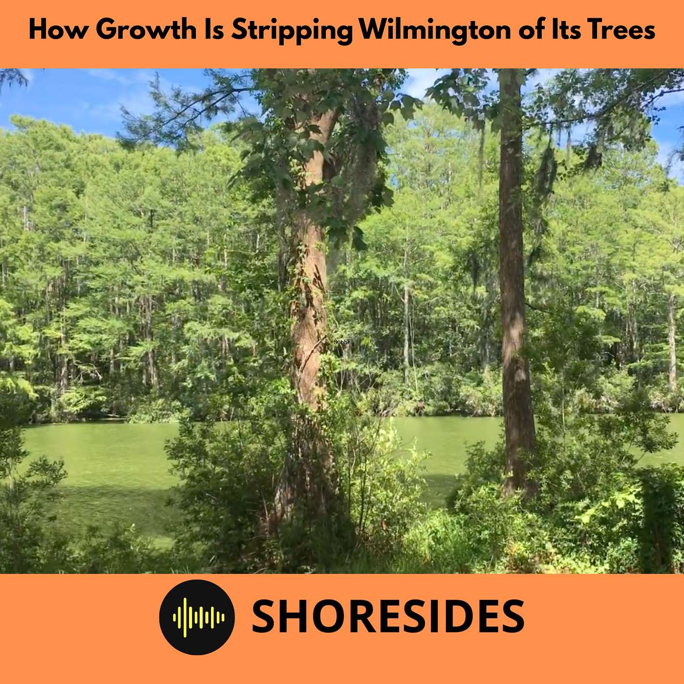 How Growth Is Stripping Wilmington of Its Trees and What Comes Next