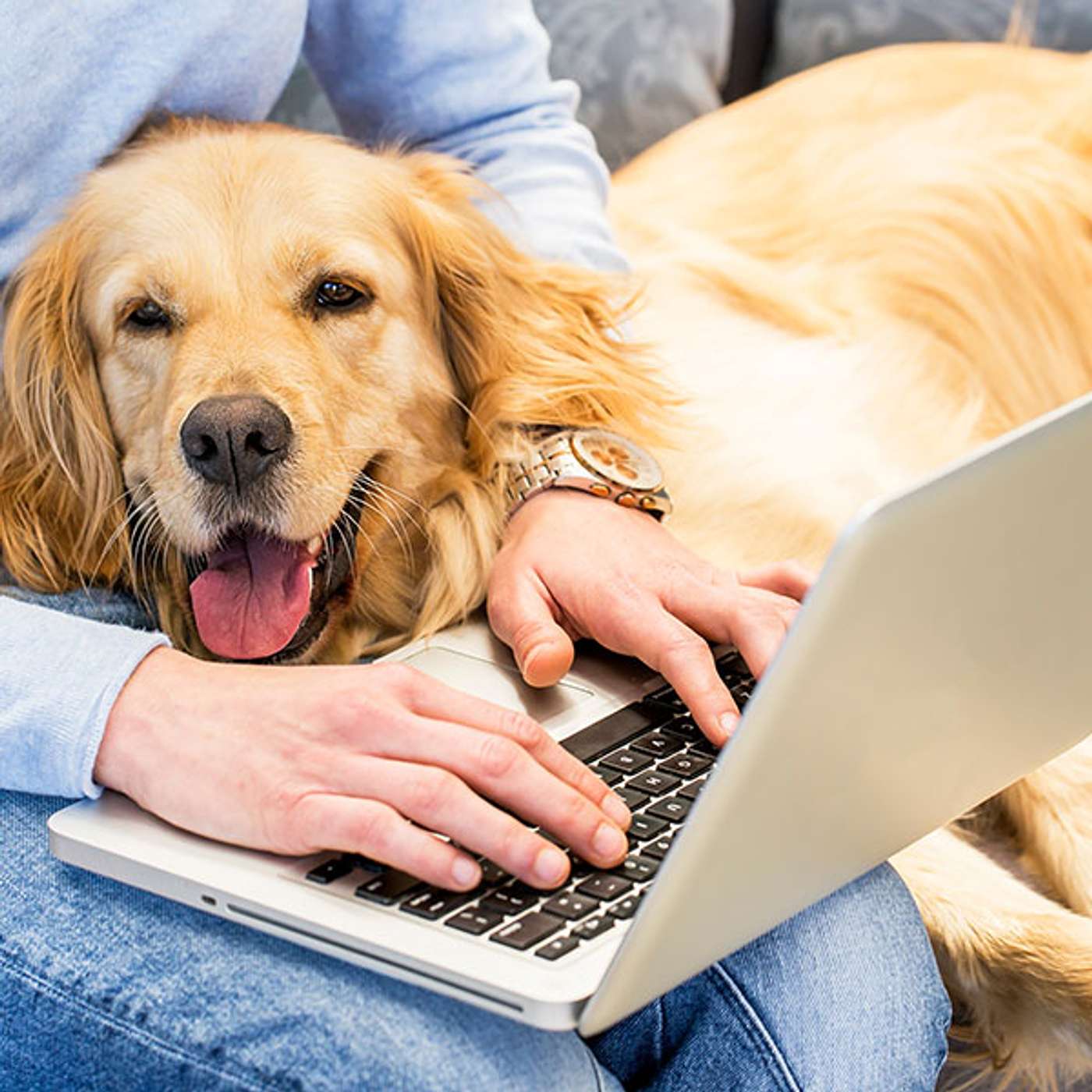 Life with Pets in the Pandemic: Benefits to Our Health and Well-being episode artwork