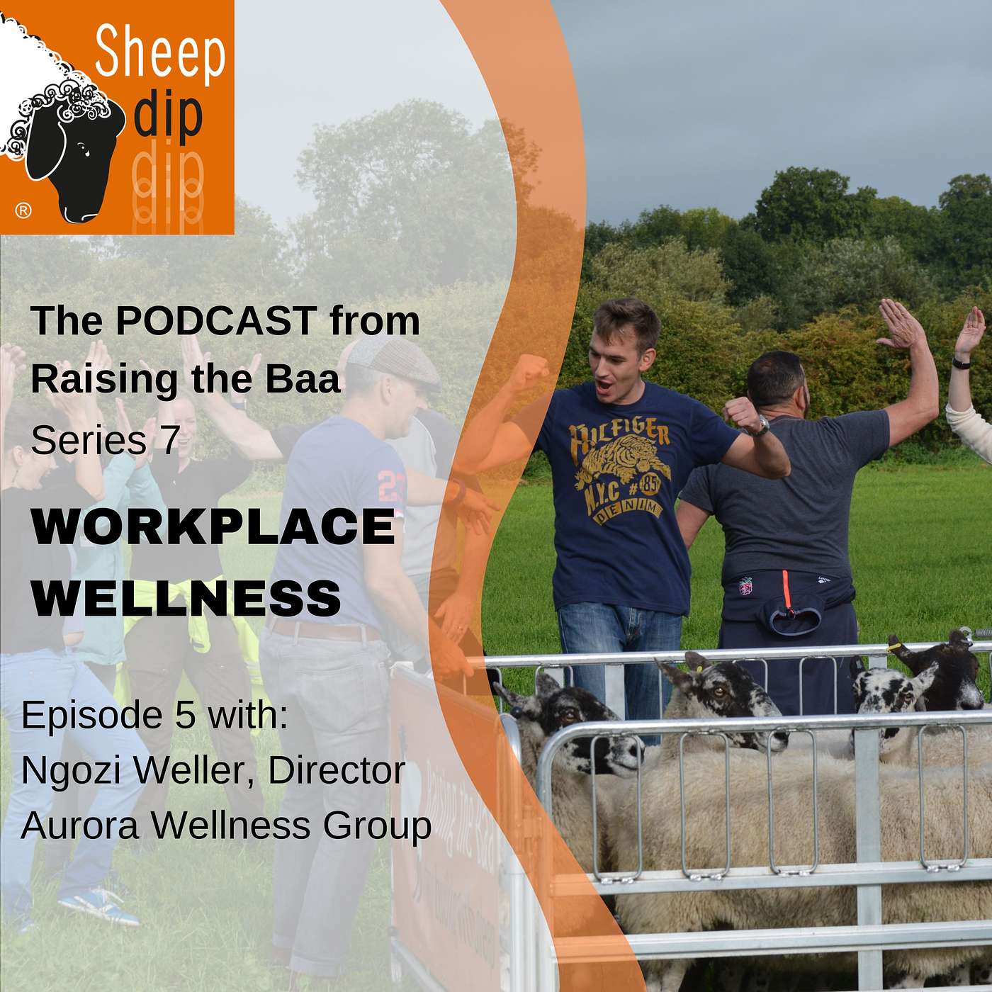 Sheep Dip with Raising the Baa