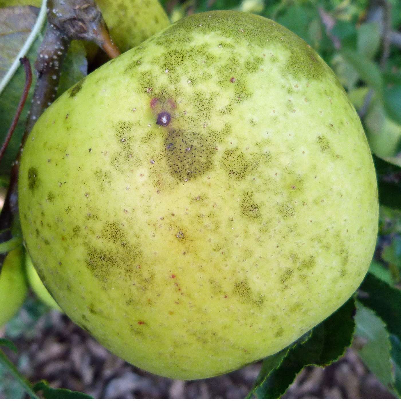 Fruit Bites 5: 6.6.2022, Orchard Highlights for Early June episode artwork