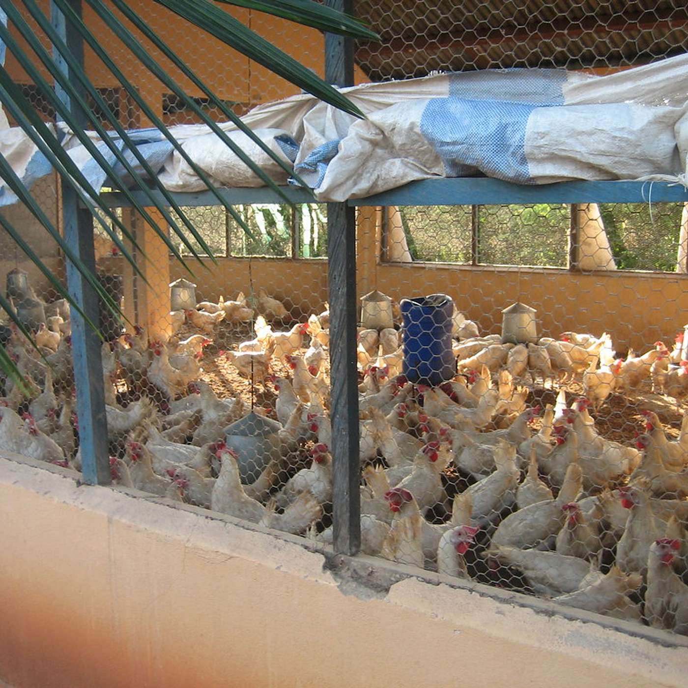 Santé, Science et Développement