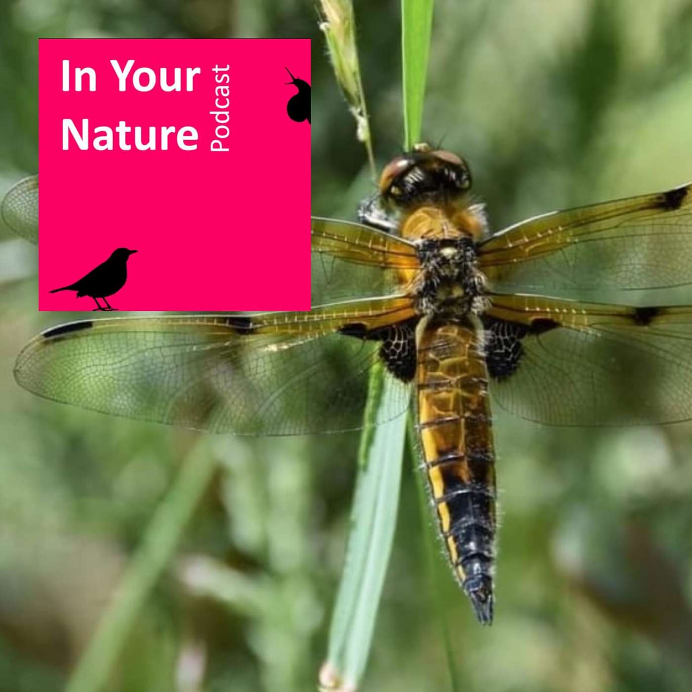 In Your Nature Ep 36 - Wildlife Ponds with Rob Gandola