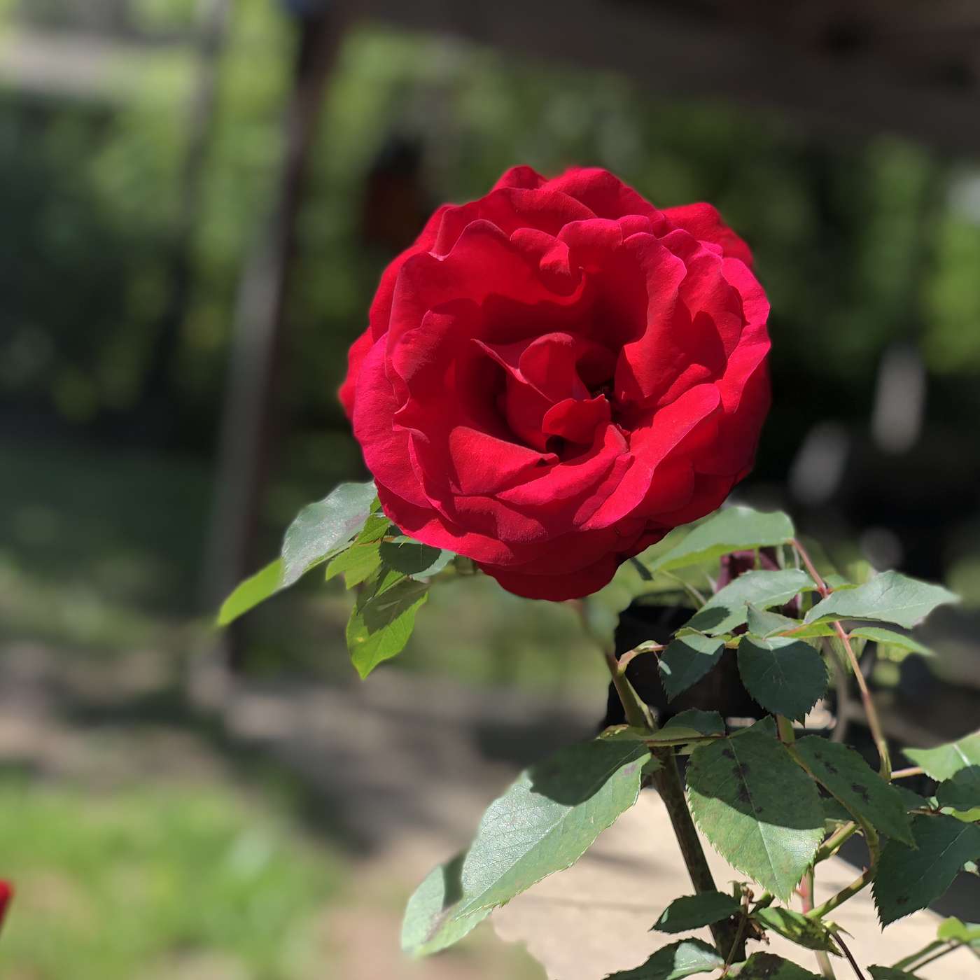 The Struggle Cast: Southern Socialists, Progressive history on the delta