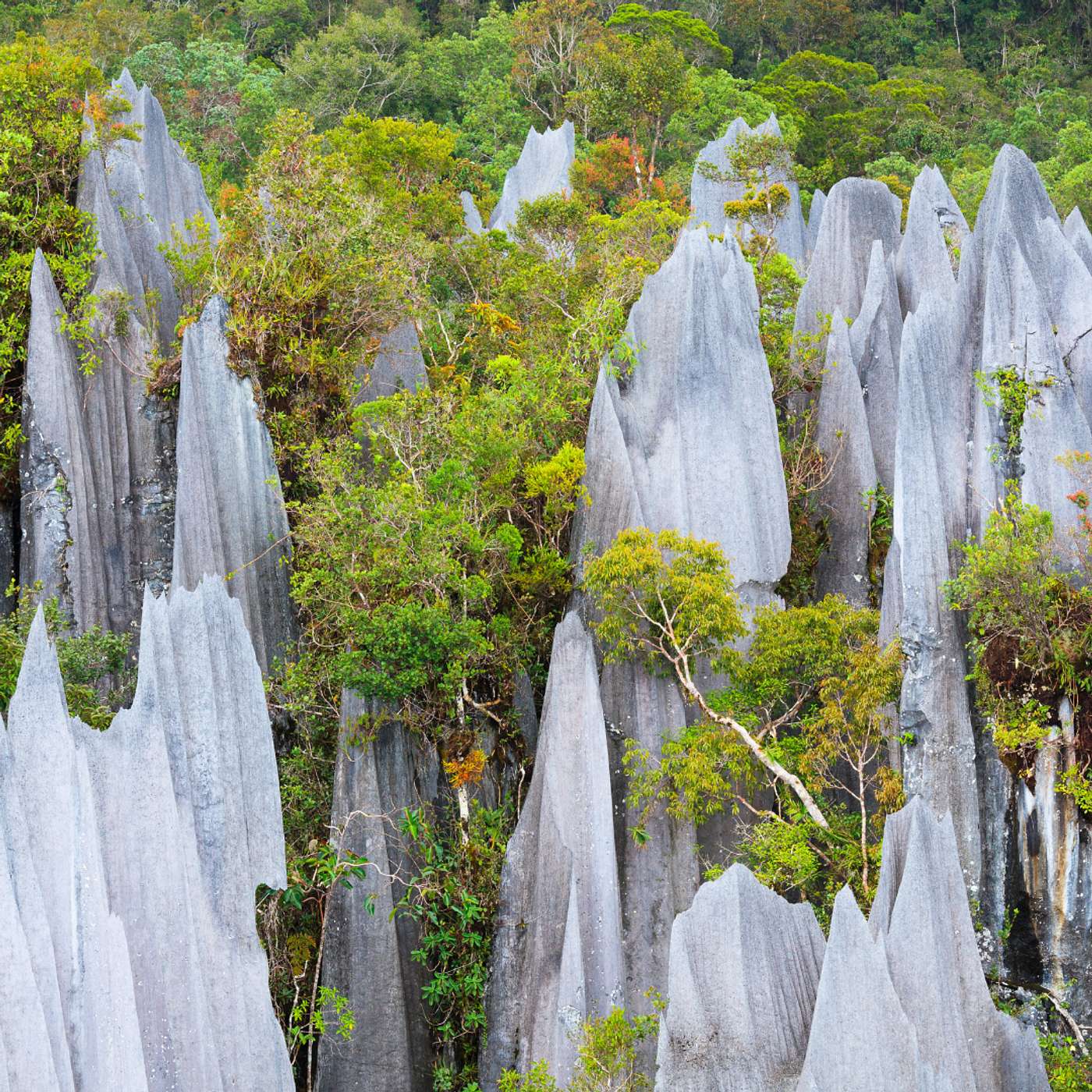 S2 E38: Before the Flood: How Fossils Built the Great Barrier Reef (and the Pyramids!)