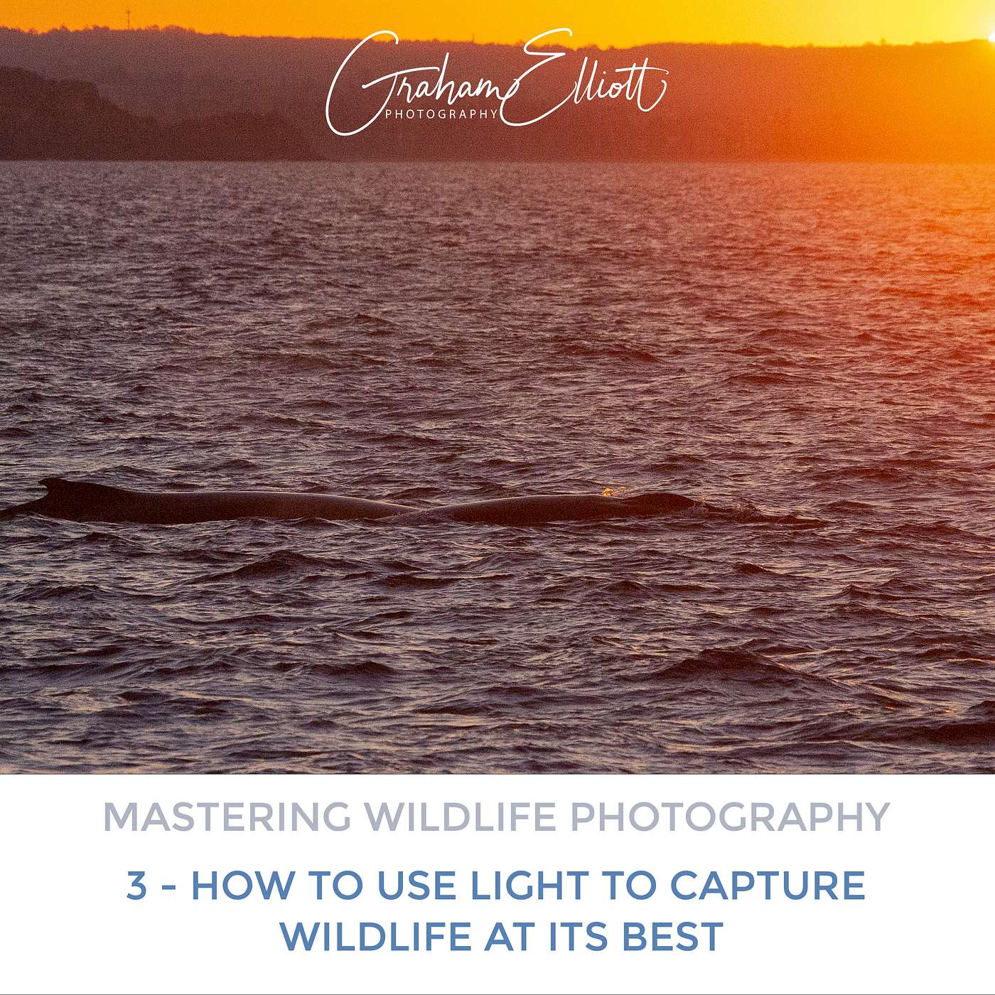 Mastering Wildlife Photography Part 3: How to Use Light to Capture Wildlife at Its Best Mastering Wildlife Photography Part 3: How to Use Light to Capture Wildlife at Its Best