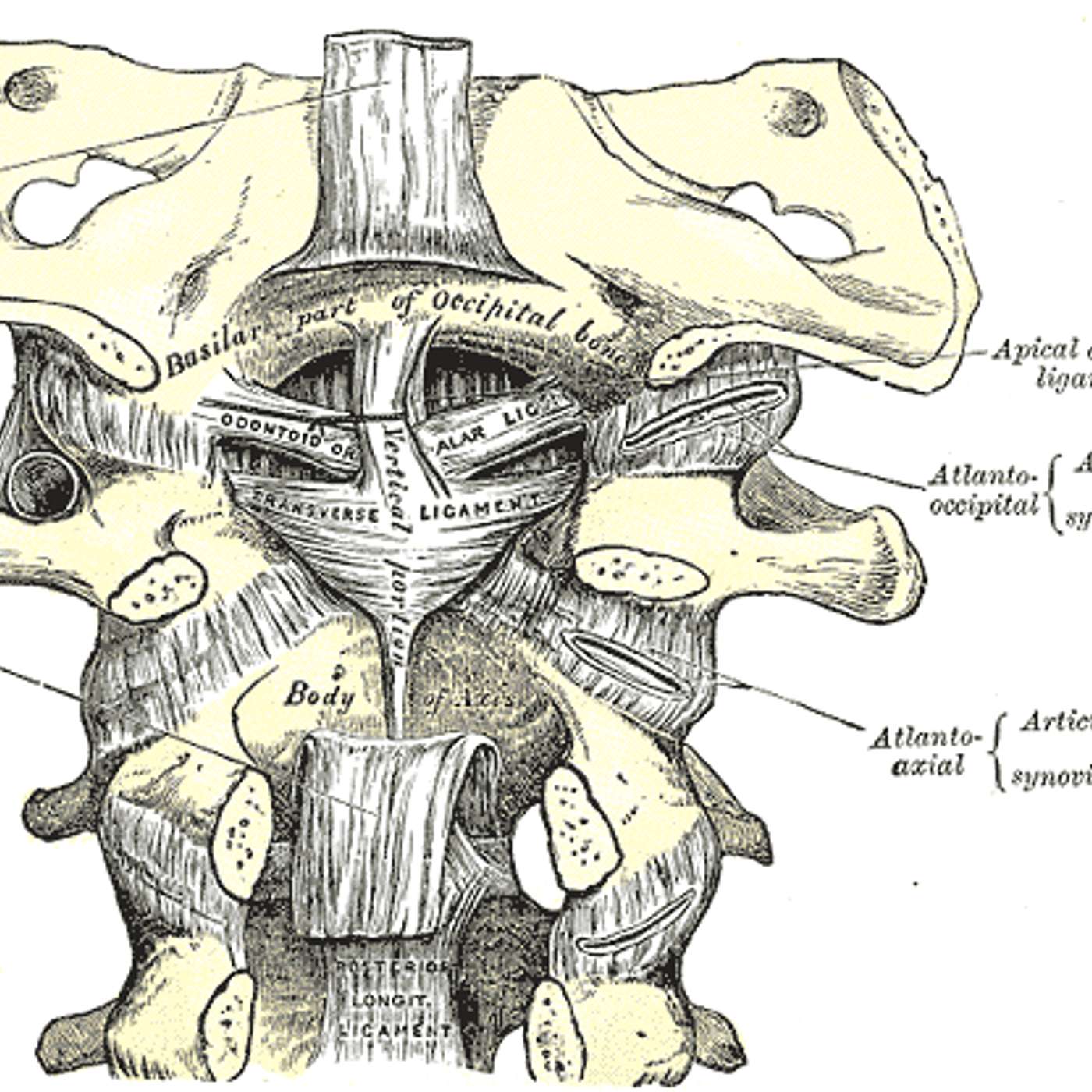 Ligaments: Keeping the Upper Cervical Spine in Check