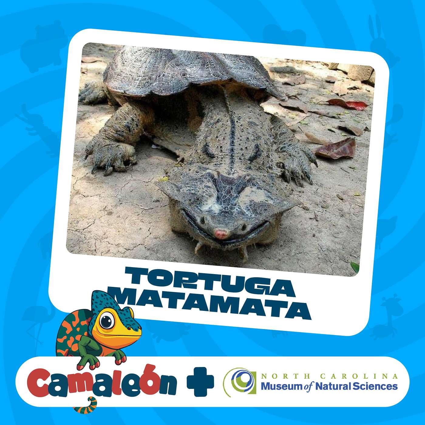 Tortuga matamata: El Arte de la Emboscada episode artwork