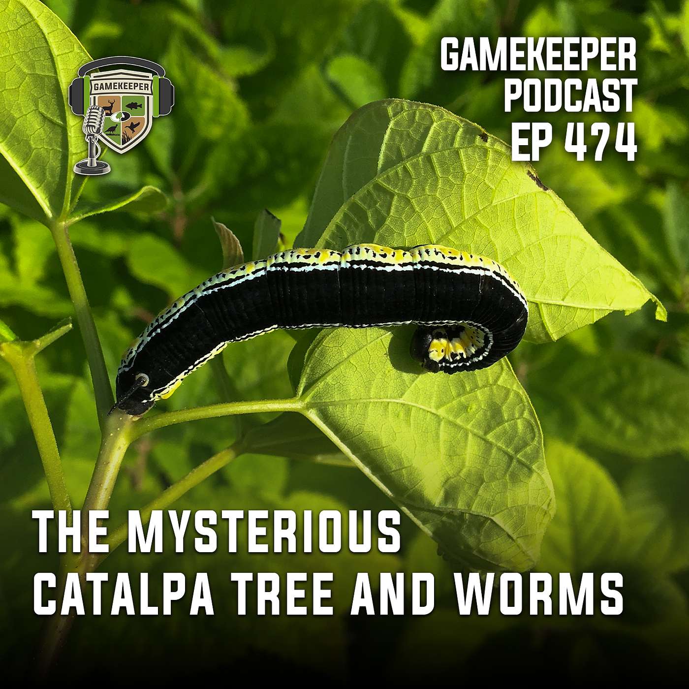 EP: 474 | The Mysterious Catalpa Tree and Worms episode artwork