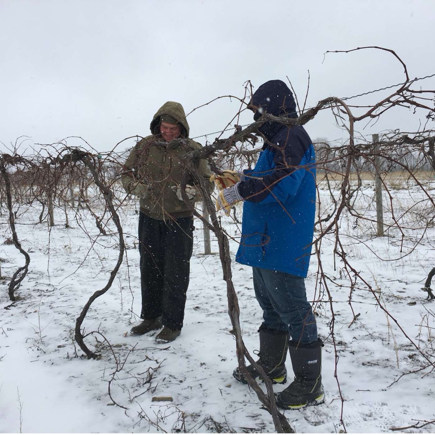 Between the Vines