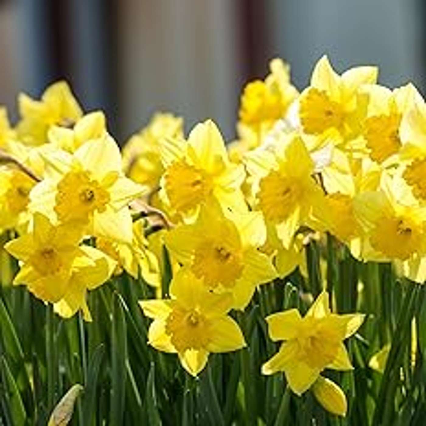 Daffodils