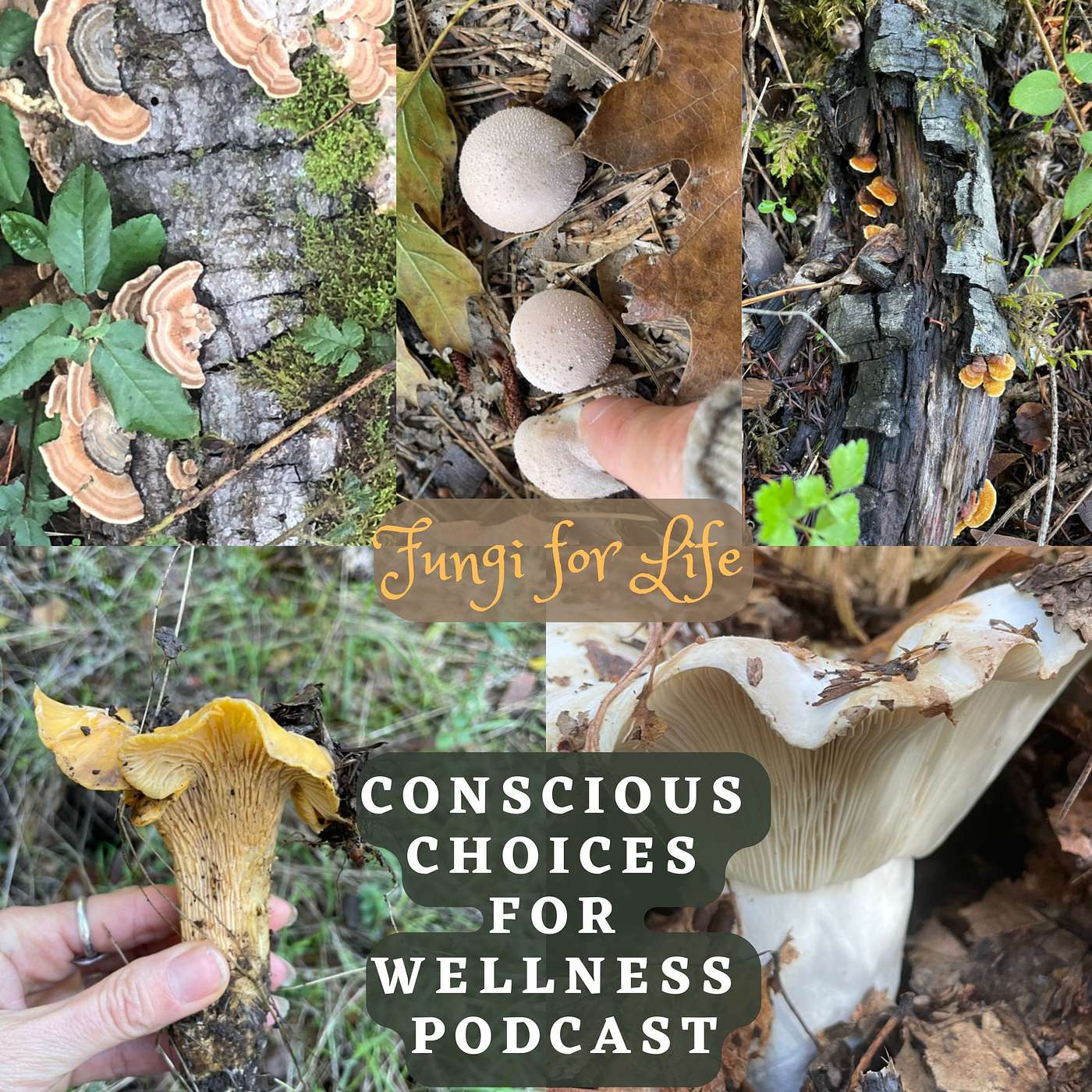 Fungi~Life episode artwork
