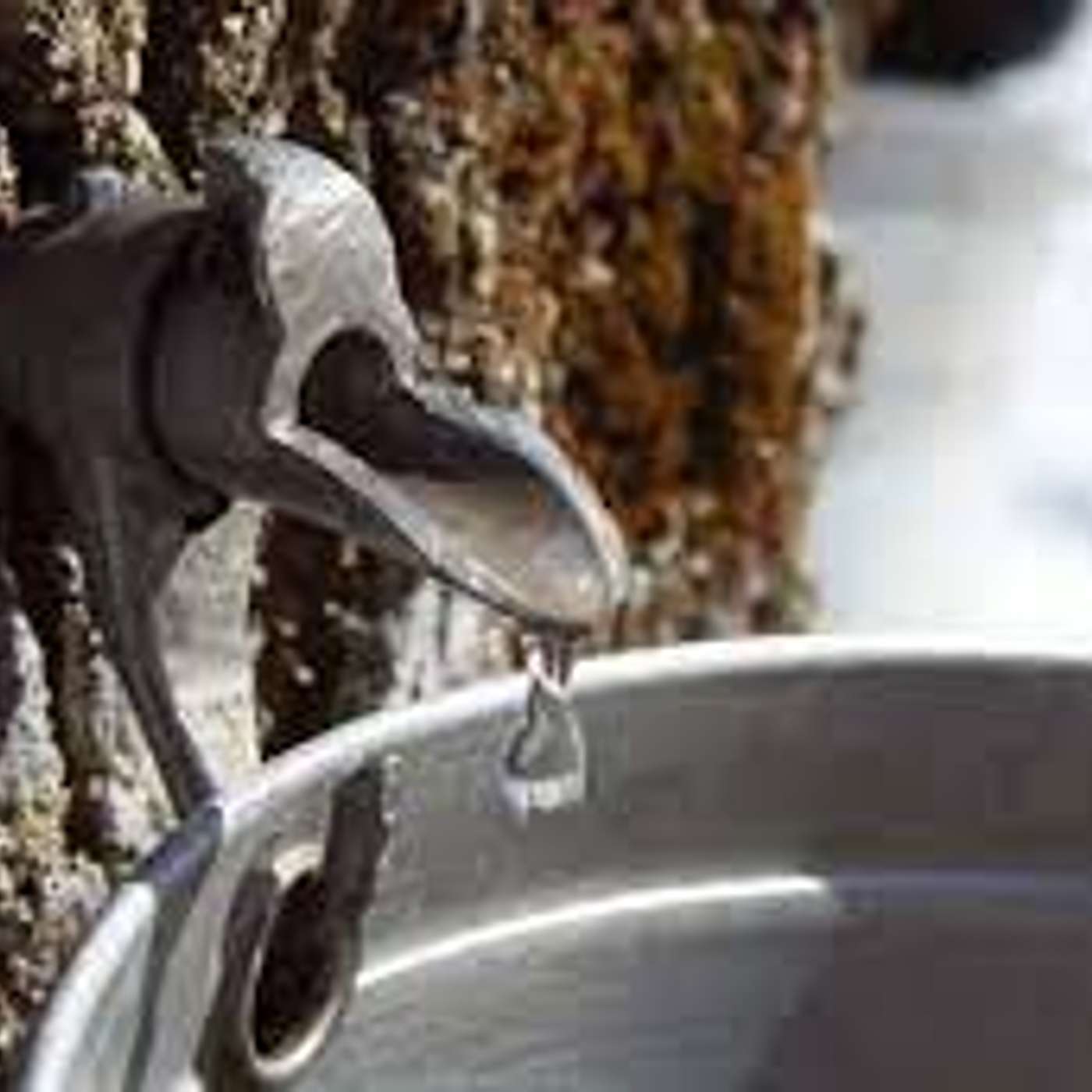 MAPLE SYRUP in my VEINS! John 15:8 (S3-Episode #20)
