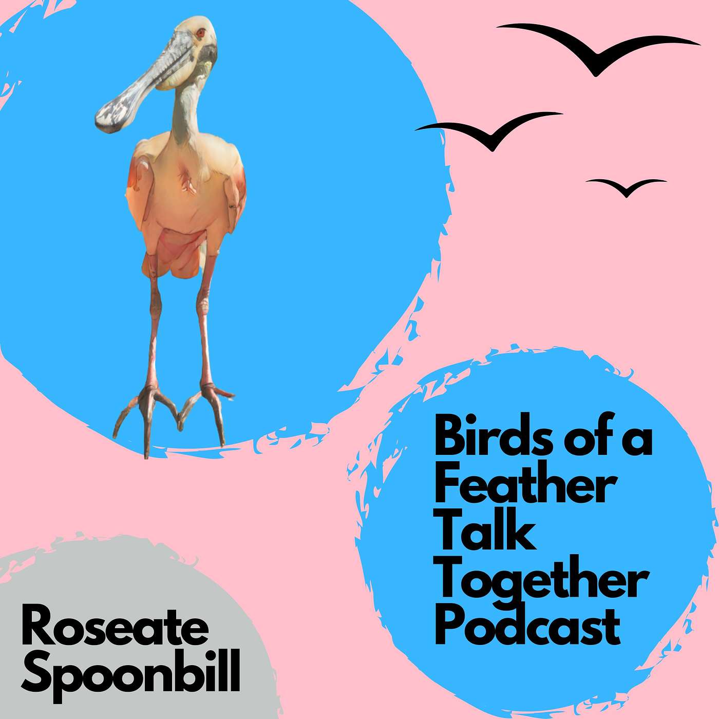 Birds of a Feather Talk Together - 61: Roseate Spoonbill Revisited - The Color Pink