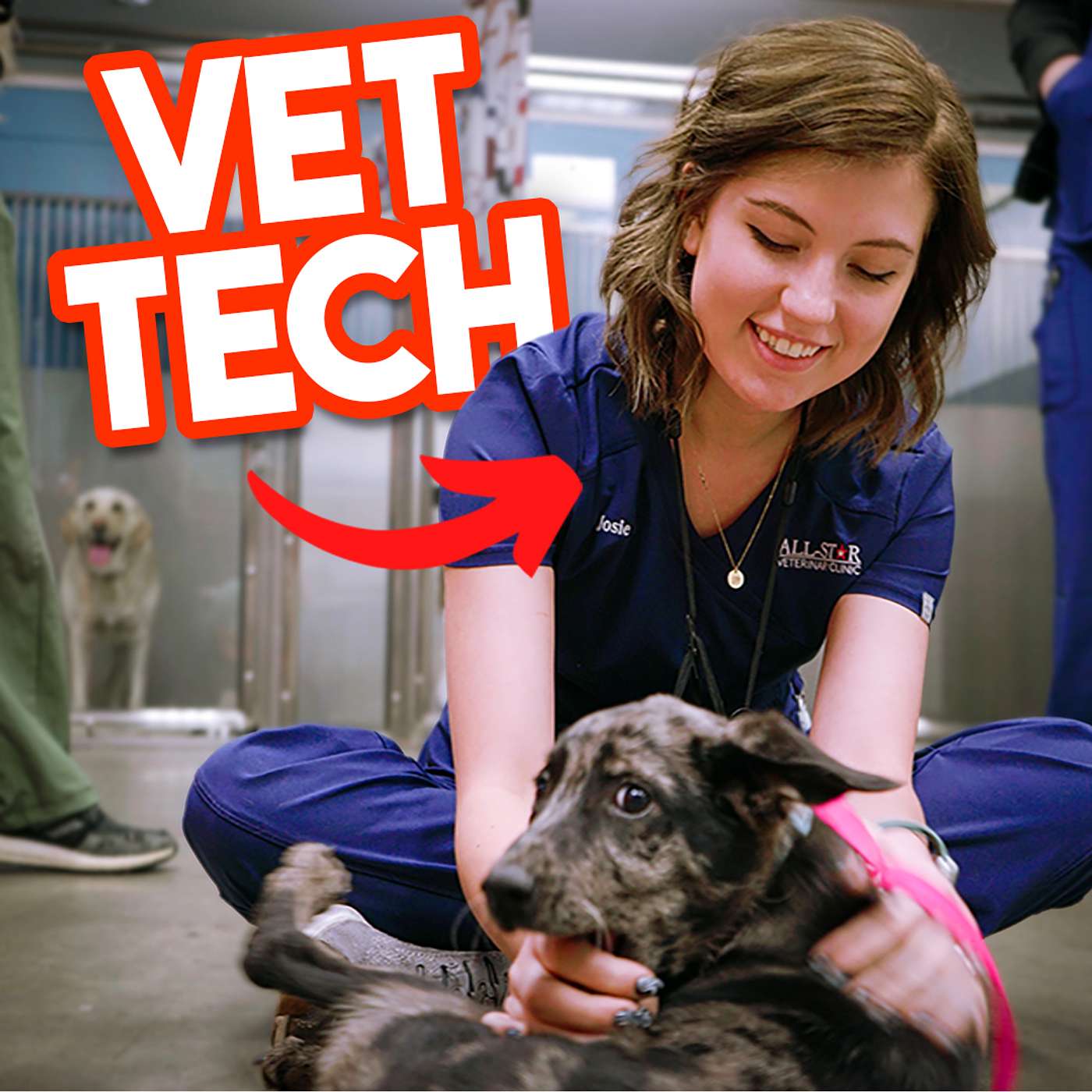 Advice For Current and Future Veterinary Technicians