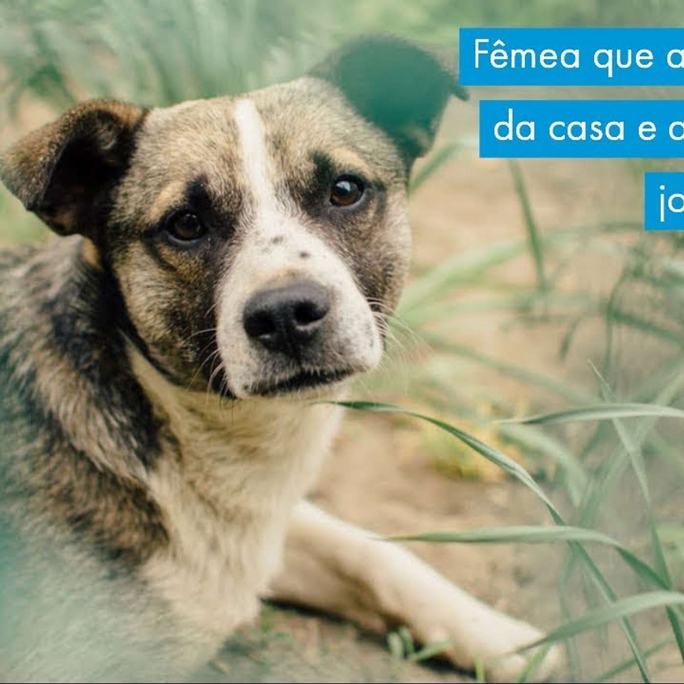 Fêmea que ataca o macho da casa e as filhotes mais jovens também. episode artwork
