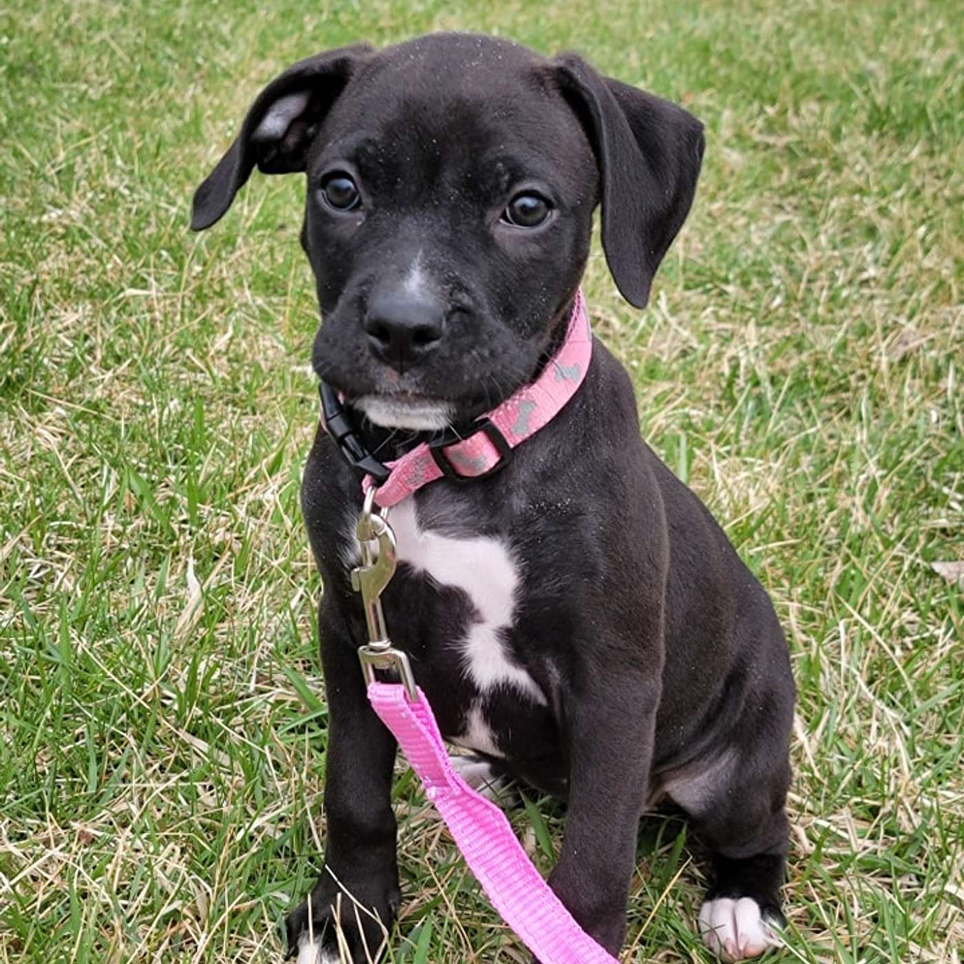 Hornell Area Humane Society presents, 