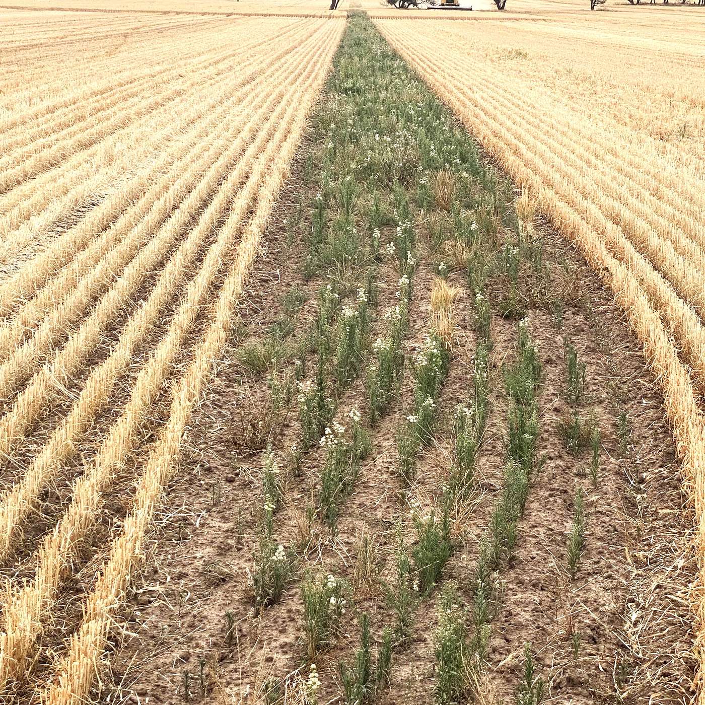 Increasing wheat sowing rates for weed control: does it lead to lower yield or quality? episode artwork