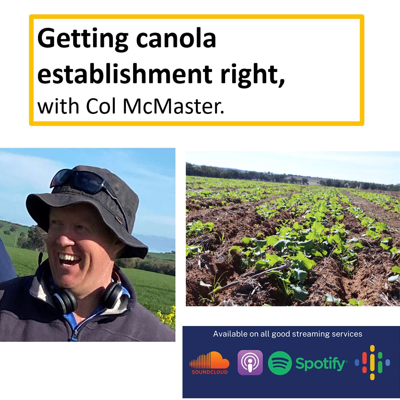 Canola - getting establishment right. episode artwork
