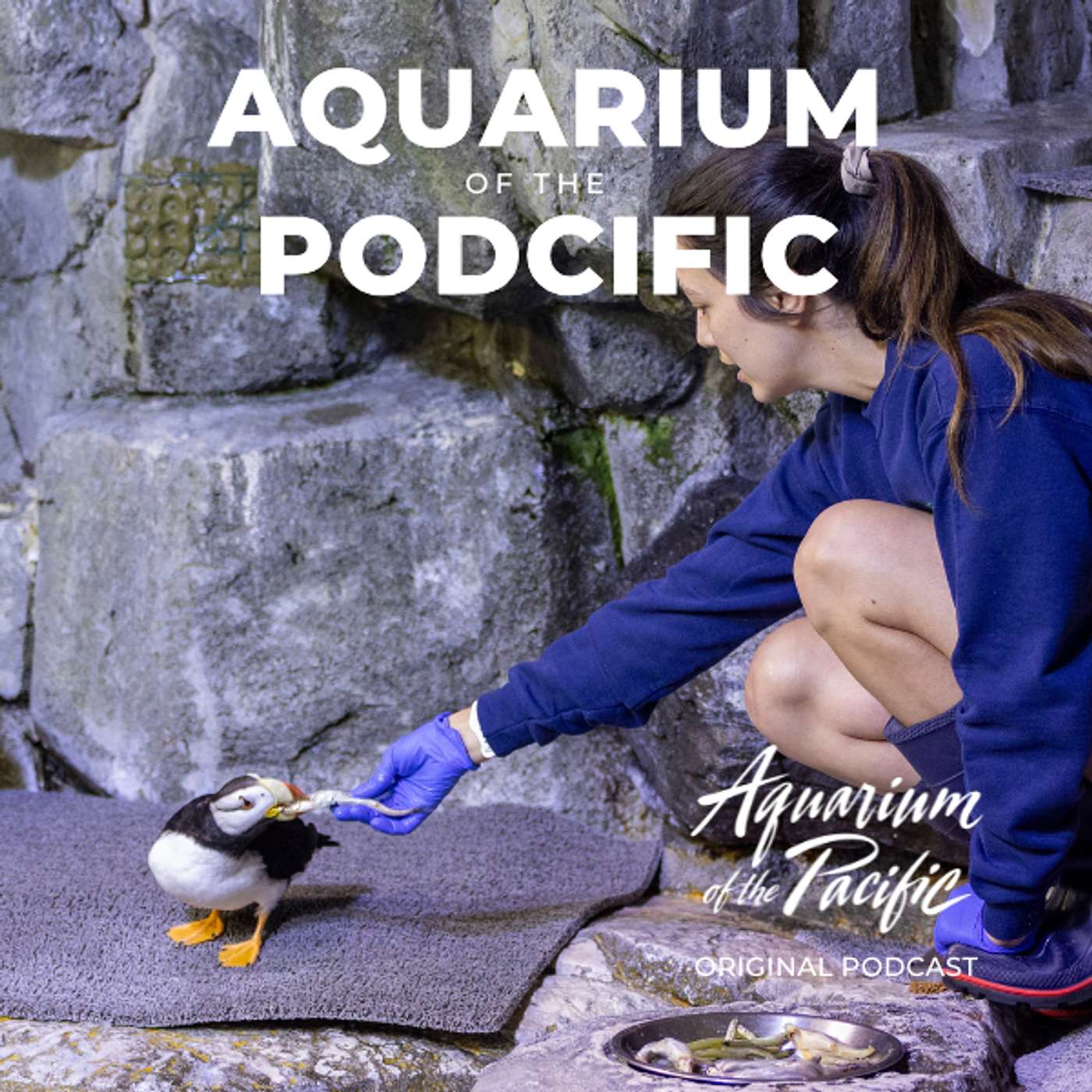 Polite, Pigeon-Toed, and Perfect: A Deep Dive into our Puffins episode artwork